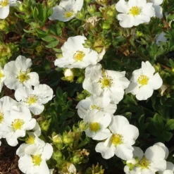 Potentilla Fruticosa Bella Bianca ('Hachbianca') (PBR)