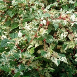 Ampelopsis Brevipedunculata 'Elegans' -Sapling Vibe Sales Store pl2000037432 card3 lg