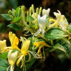Lonicera Japonica 'Horwood Gem'