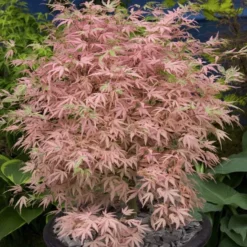 Acer Palmatum 'Taylor' (PBR)
