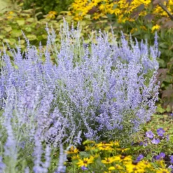 Perovskia Lacey Blue ('Lisslitt') (PBR) -Sapling Vibe Sales Store pl2000037478 card3 lg