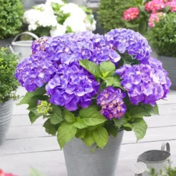 Hydrangea Macrophylla 'Little Purple' -Sapling Vibe Sales Store pl2000037672 card3 lg
