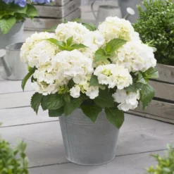 Hydrangea Macrophylla 'Little White' -Sapling Vibe Sales Store pl2000037674 card3 lg