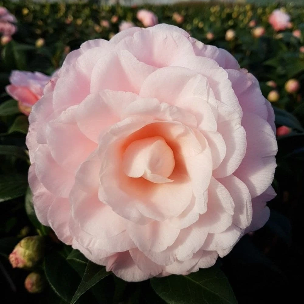 Camellia Japonica 'Nuccio's Cameo' 2 Camellia Japonica 'Nuccio's Cameo' - Image 2