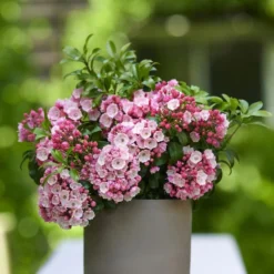 Kalmia Latifolia 'Little Linda'