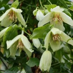 Clematis 'Christmas Surprise'