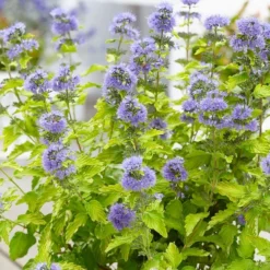 Caryopteris × Clandonensis Hint Of Gold ('Lisaura') (PBR)