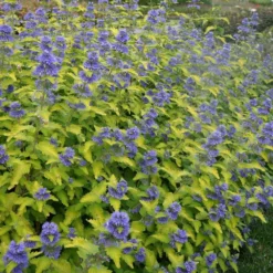 Caryopteris × Clandonensis Hint Of Gold ('Lisaura') (PBR) -Sapling Vibe Sales Store pl2000040531 card4 lg