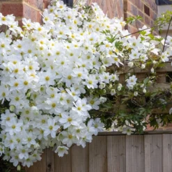 Clematis × Cartmanii 'Avalanche' (PBR) -Sapling Vibe Sales Store pl2000041160 card3 lg