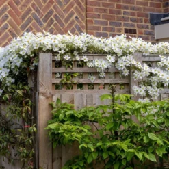 Clematis × Cartmanii 'Avalanche' (PBR) -Sapling Vibe Sales Store pl2000041160 card4 lg