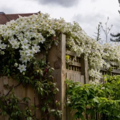 Clematis × Cartmanii 'Avalanche' (PBR) -Sapling Vibe Sales Store pl2000041160 card5 lg