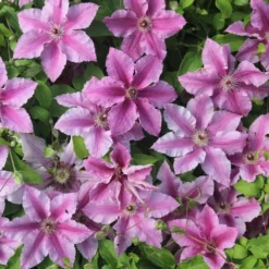 Clematis Ooh La La ('Evipo041') (PBR) (Boulevard Series) -Sapling Vibe Sales Store pl2000042535 card3 lg