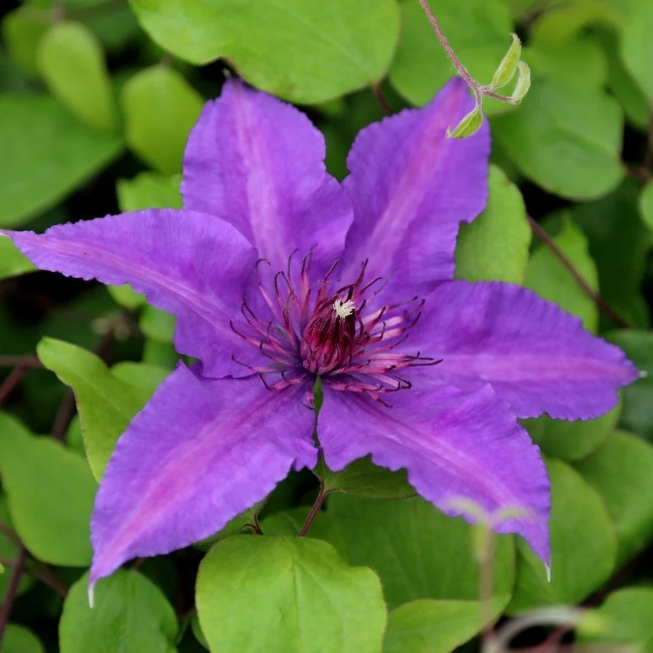 Clematis Edda ('Evipo074') (PBR) (Boulevard Series) 1 Clematis Edda ('Evipo074') (PBR) (Boulevard Series)