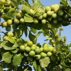 Gage 'Stella's Star' (PBR)