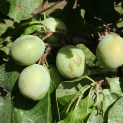 Greengage 'Denniston's Superb'