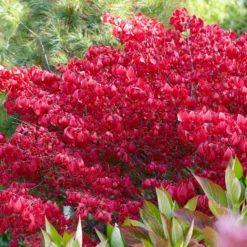 Euonymus Grandiflorus 'Ruby Wine'
