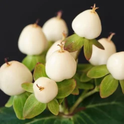 Hypericum × Inodorum Magical White ('Komuni') (PBR)