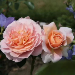 Rosa Joie De Vivre ('Korfloci 01') (PBR) 5 Rosa Joie De Vivre ('Korfloci 01') (PBR) -Sapling Vibe Sales Store pl2000044024 card3 lg scaled