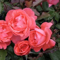 Rosa Happy Anniversary ('Bedfranc') (PBR)