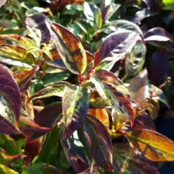 Leucothoe Walteri 'Rainbow' -Sapling Vibe Sales Store pl2000044485 card3 lg