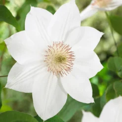Clematis 'Mrs George Jackman'