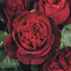 Rosa Admiral ('Tan08996') (PBR)