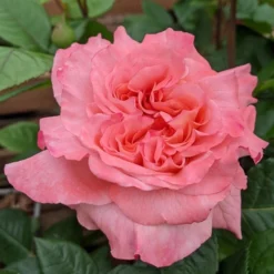 Rosa Rachel ('Tangust') (PBR)
