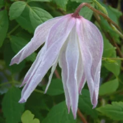 Clematis 'Albina Plena'