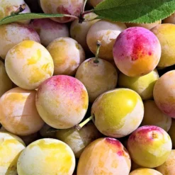 Plum 'Burbank Tangerine'