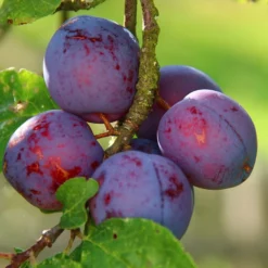 Plum 'Seneca'