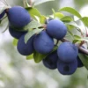 Damson 'Farleigh Damson'