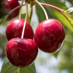 Cherry 'Colney'
