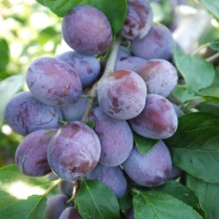 Plum 'Katinka' (PBR)