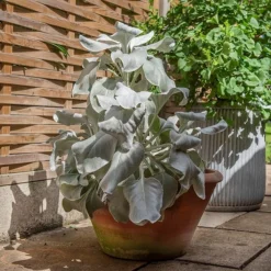 Lucca Terracotta Pot -Sapling Vibe Sales Store pr2000012805 card8 lg