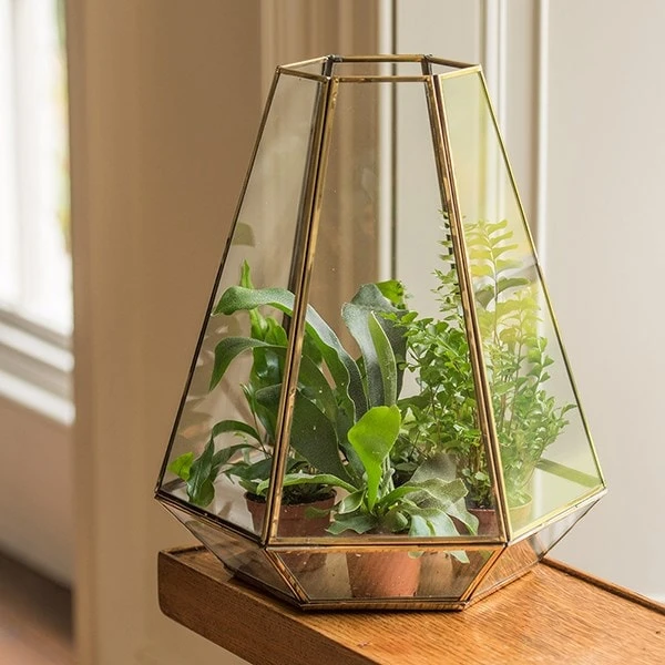 Terrarium With Brass Base Tray 2 Terrarium With Brass Base Tray - Image 2