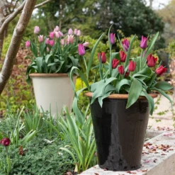 Glazed Terracotta Pot - Black -Sapling Vibe Sales Store pr2000034127 card10 lg