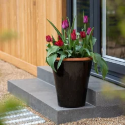 Glazed Terracotta Pot - Black -Sapling Vibe Sales Store pr2000034127 card3 lg