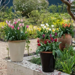 Glazed Terracotta Pot - Black -Sapling Vibe Sales Store pr2000034127 card5 lg