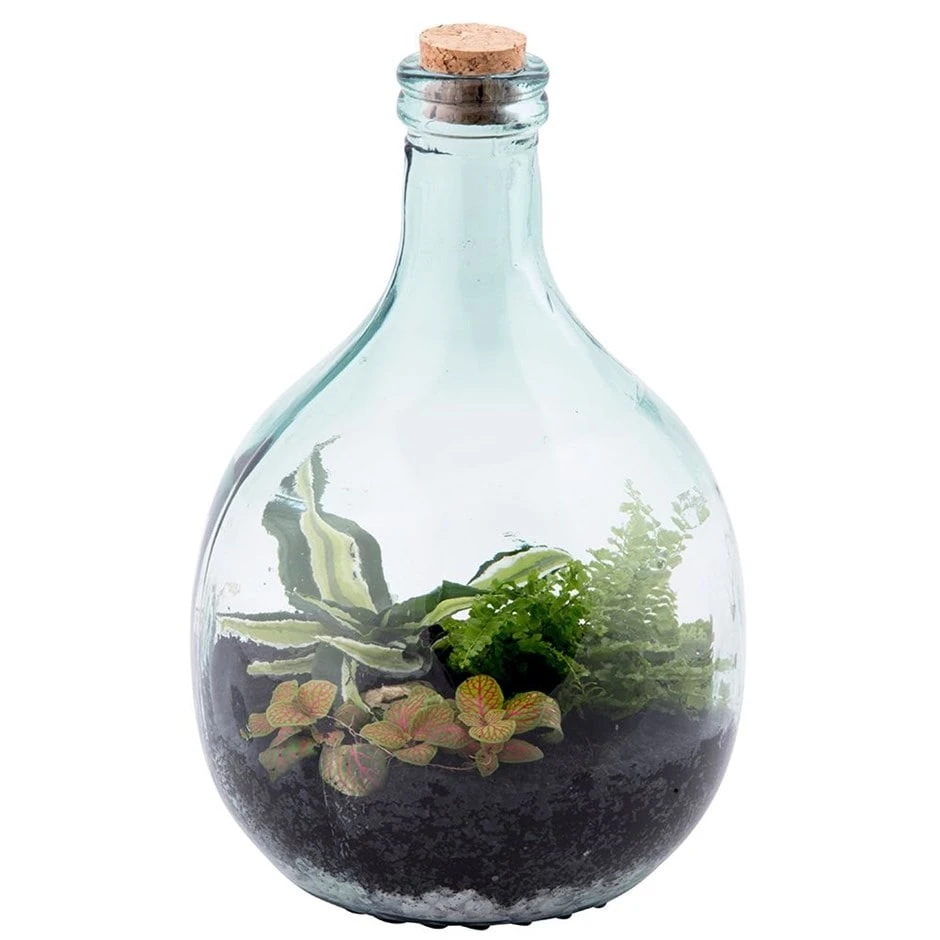 Plant Terrarium Bottle 5 Litre Set 1 Plant Terrarium Bottle 5 Litre Set