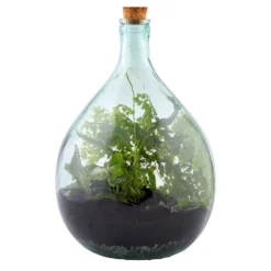 Plant Terrarium Bottle 15 Litre Set