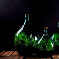Plant Terrarium Bottle 15 Litre Set 5 Plant Terrarium Bottle 15 Litre Set -Sapling Vibe Sales Store pr2000035302 card3 lg