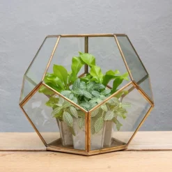 Pentagon Terrarium With Tray Base 8 Pentagon Terrarium With Tray Base -Sapling Vibe Sales Store pr2000037499 card4 lg