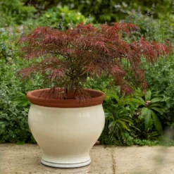 Ivory Bellied Planter -Sapling Vibe Sales Store pr2000045026 card6 lg