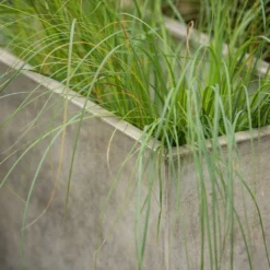 Rectangular Terrace Planter - Weathered Cream -Sapling Vibe Sales Store pr2000048714 card6 lg